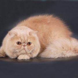 Персидская порода кошек (41 фото)