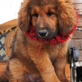 Тибетская собака (36 фото)