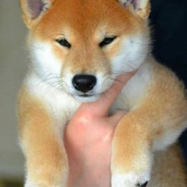 Японская собака сиба (35 фото)