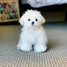 Белая маленькая собака порода (35 фото)