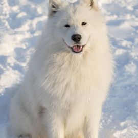 Белая пушистая собака порода (36 фото)