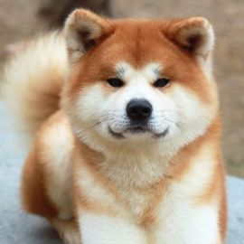 Японские породы собак (38 фото)