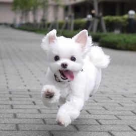 Белая маленькая собака (41 фото)