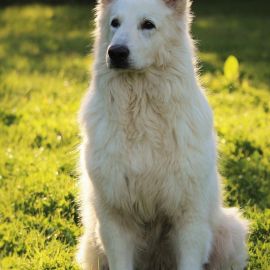 Белая собака порода (35 фото)