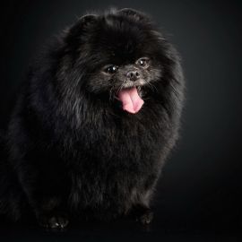 Большая черная собака порода (30 фото)
