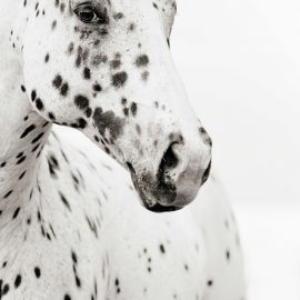 Чубарая лошадь (34 фото)