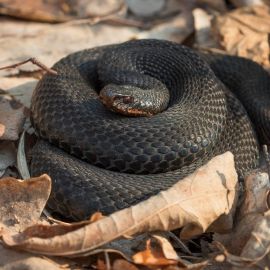 Черная гадюка змея (32 фото)