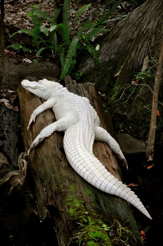 Гималайский крокодил (24 фото)