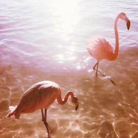 Розовый фламинго (36 фото)