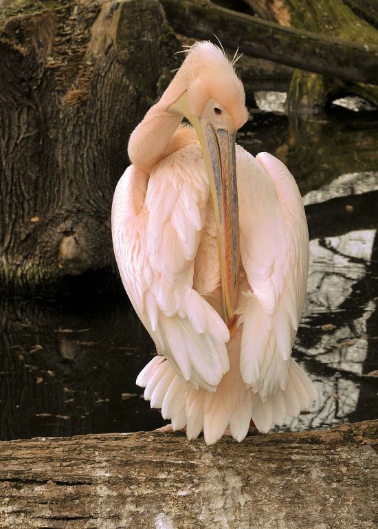 Розовый пеликан (36 фото)