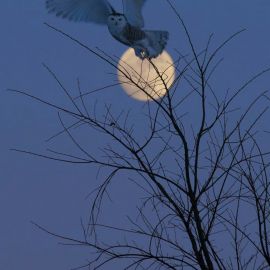 Ночная птица (29 фото)