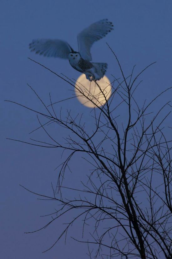 Ночная птица (29 фото)