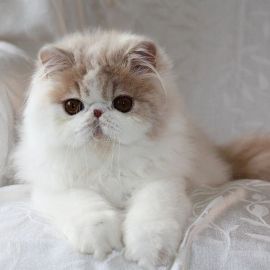 Персидская кошка (36 фото)