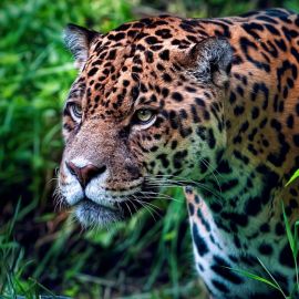 Ягуар кошка (34 фото)