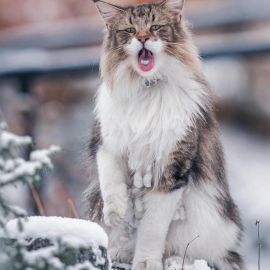 Сибирская кошка (40 фото)