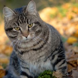 Серая полосатая кошка (35 фото)