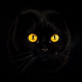 Черный вислоухий кот (33 фото)