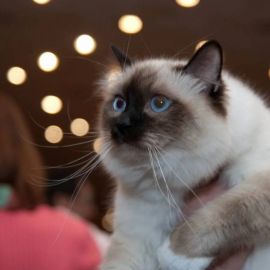 Священная бирма кошка (37 фото)