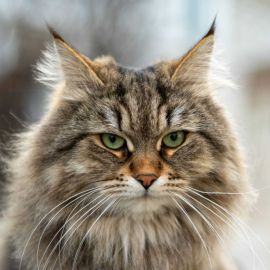 Дикий сибирский кот (31 фото)