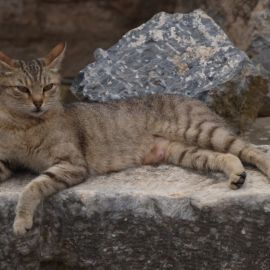 Анатолийский кот (35 фото)