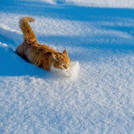 Кот мороз (41 фото)
