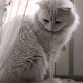 Серо белый кот (32 фото)