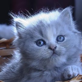 Серый котенок (35 фото)