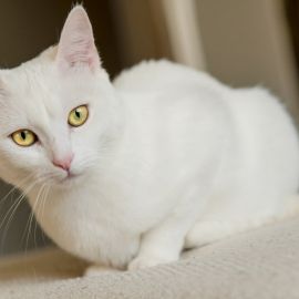 Гладкошерстные кошки (34 фото)