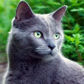 Русско голубая кошка (40 фото)