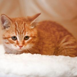 Кот рыжик (30 фото)