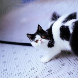 Черно белая кошка порода (29 фото)
