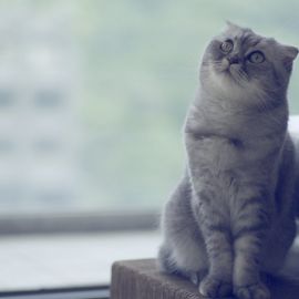 Шотландка кошка (34 фото)