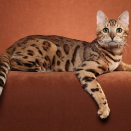 Пятнистый кот порода (33 фото)