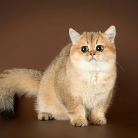 Британский кот золотая шиншилла (28 фото)