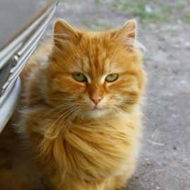 Рыжий пушистый кот (30 фото)