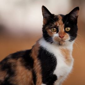 Трехцветная кошка (38 фото)