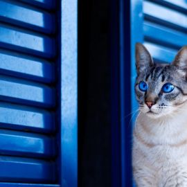 Голубой кот (13 фото)