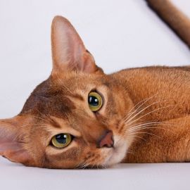 Чаузи кошка (40 фото)