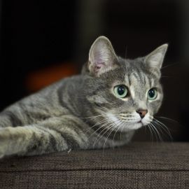 Серая кошка порода (33 фото)