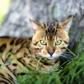 Леопардовая кошка (34 фото)