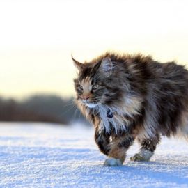 Норвежская кошка (38 фото)