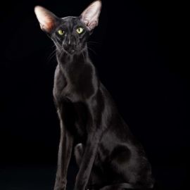 Ориентал черный кот (28 фото)
