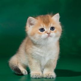 Золотая шиншилла котенок (33 фото)
