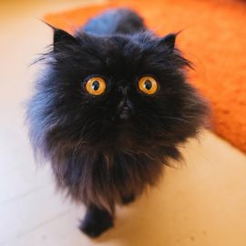 Черный персидский кот (37 фото)