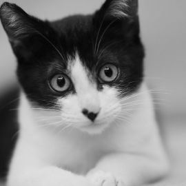 Черно белая кошка (36 фото)
