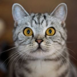 Скоттиш страйт кот (35 фото)