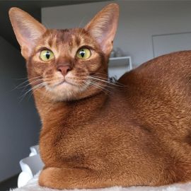 Абессинская кошка (35 фото)