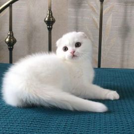 Белый вислоухий кот (33 фото)
