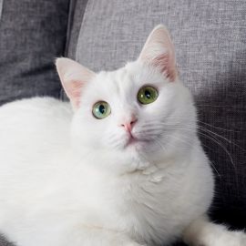 Ангора кошка (33 фото)
