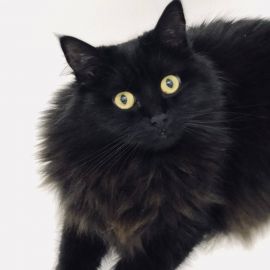 Черная пушистая кошка (33 фото)